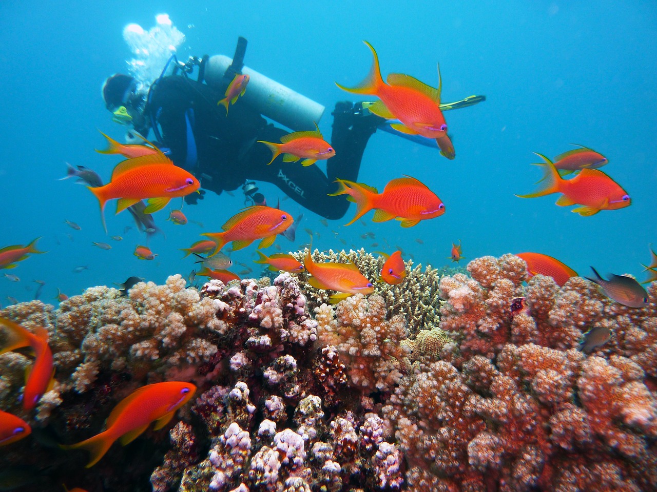 diving (c) joakant pixabay